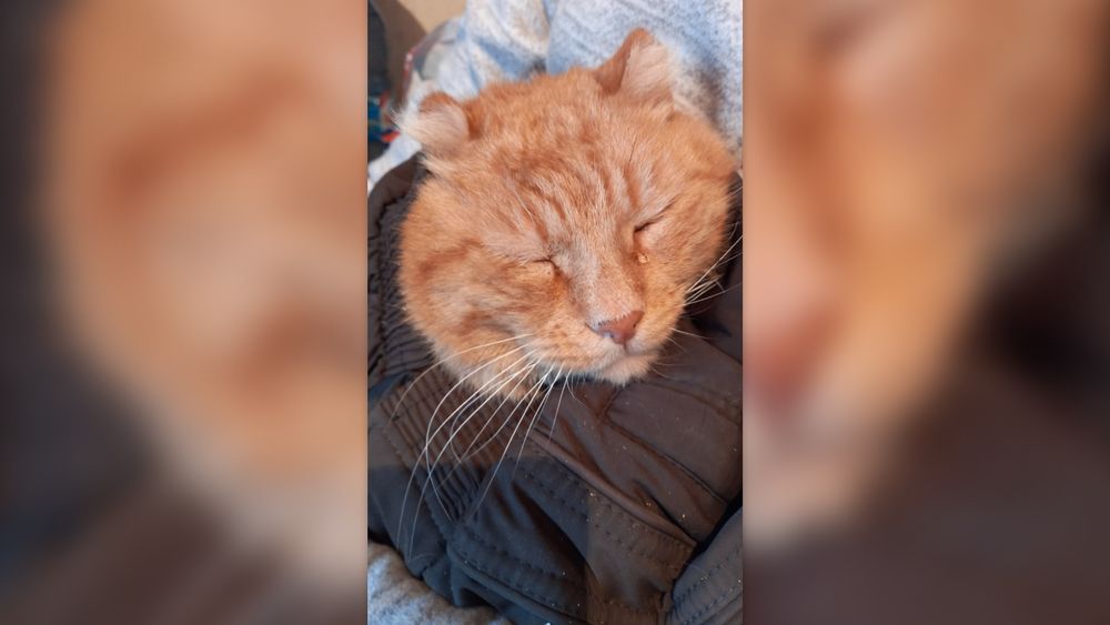 Обложка новости