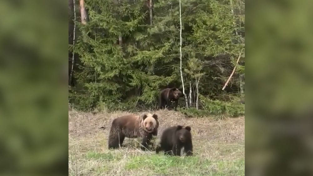Обложка новости