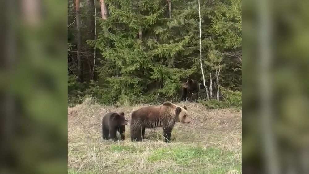 Обложка новости