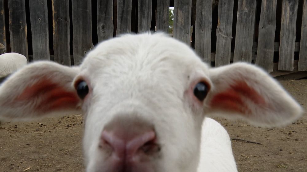 Обложка новости