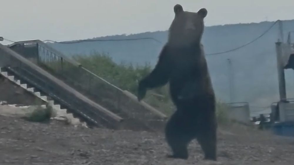 Обложка новости