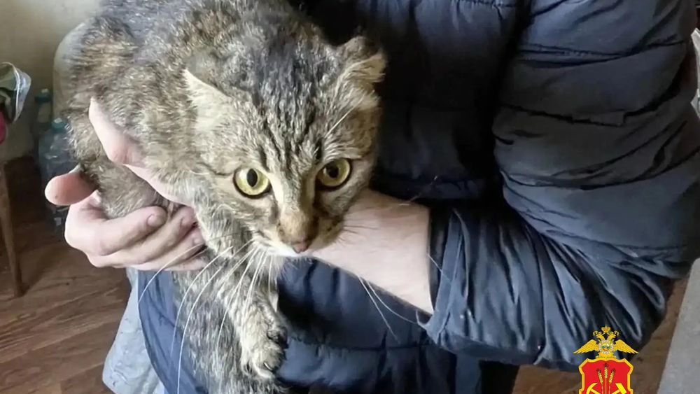 Обложка новости